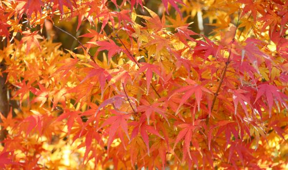 秋日胜春朝，最美是吾“珈”